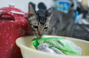 Read more about the article Почему кошки лижут пластик?  7 возможных причин