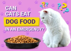 Read more about the article Могут ли кошки есть собачий корм в экстренной ситуации?  Одобренная ветеринаром наука о питании и информация