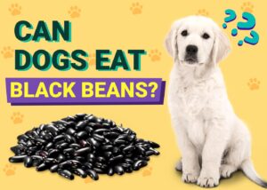 Read more about the article Могут ли собаки есть черную фасоль?  Факты, проверенные ветеринаром, плюсы и минусы