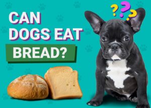 Read more about the article Могут ли собаки есть хлеб?  Факты о питании и часто задаваемые вопросы, проверенные ветеринарами