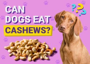 Read more about the article Могут ли собаки есть кешью?  Одобренные ветеринаром факты и часто задаваемые вопросы