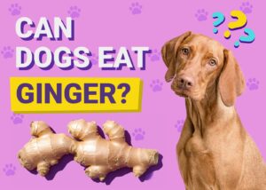 Read more about the article Могут ли собаки есть имбирь?  Одобренные ветеринаром преимущества, риски и часто задаваемые вопросы