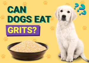 Read more about the article Могут ли собаки есть крупу?  Одобренные ветеринаром факты и часто задаваемые вопросы