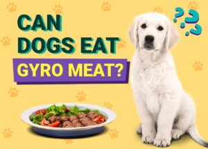 Read more about the article Могут ли собаки есть мясо гироскопа?  Одобренные ветеринаром факты и руководство по безопасности