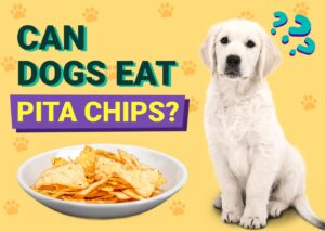 Read more about the article Могут ли собаки есть чипсы из лаваша?  Факты о питании и часто задаваемые вопросы, проверенные ветеринарами