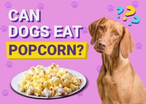 Read more about the article Могут ли собаки есть попкорн?  Факты и часто задаваемые вопросы, проверенные ветеринаром