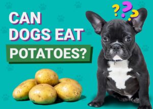 Read more about the article Могут ли собаки есть картофель?  Факты и часто задаваемые вопросы, проверенные ветеринаром