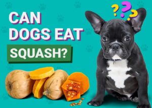 Read more about the article Могут ли собаки есть тыкву?  Одобренные ветеринаром факты и часто задаваемые вопросы