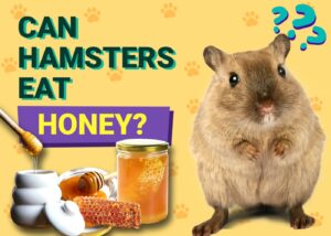 Read more about the article Могут ли хомяки есть мед?  Что тебе нужно знать