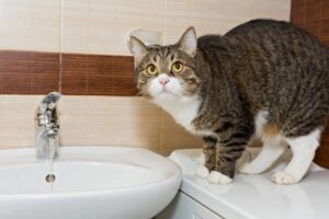 Read more about the article Почему кошки следуют за вами в ванную?  8 причин