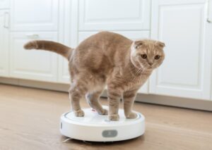 Read more about the article 10 GIF-файлов и видео с котами на Roomba, которые заставят вас смеяться