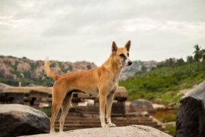 Read more about the article 145+ санскритских имен собак: популярные мужские и женские варианты