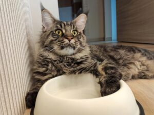 Read more about the article Как отучить кошку засовывать лапу в воду: 8 простых советов