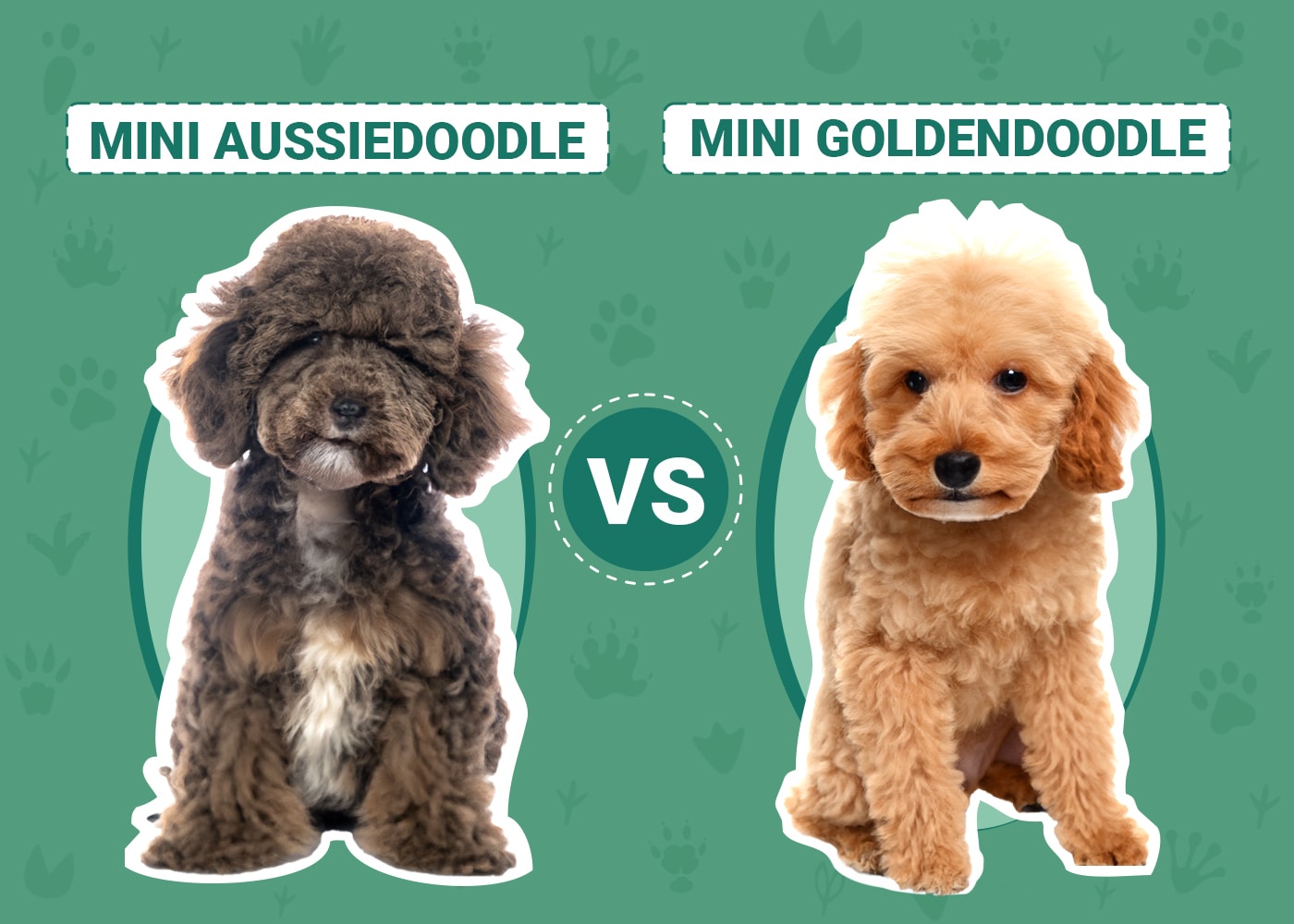 Read more about the article Mini Aussiedoodle против Mini Goldendoodle: различия (с изображениями)