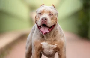 Read more about the article American Bully XL: фотографии, факты и история