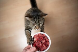 Read more about the article Как перевести кошку на сыроедение: 10 советов, одобренных ветеринарами
