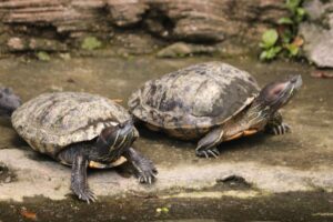 Read more about the article Являются ли черепахи социальными животными?  Причины, факты и часто задаваемые вопросы