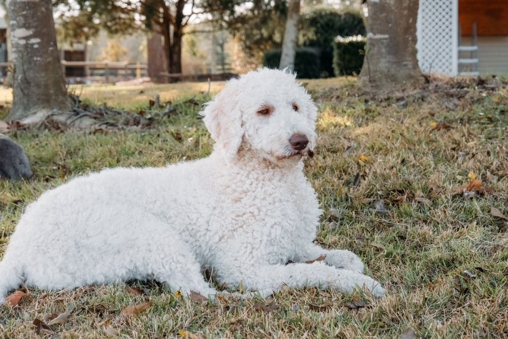 Белая собака Goldendoodle лежит на траве на открытом воздухе