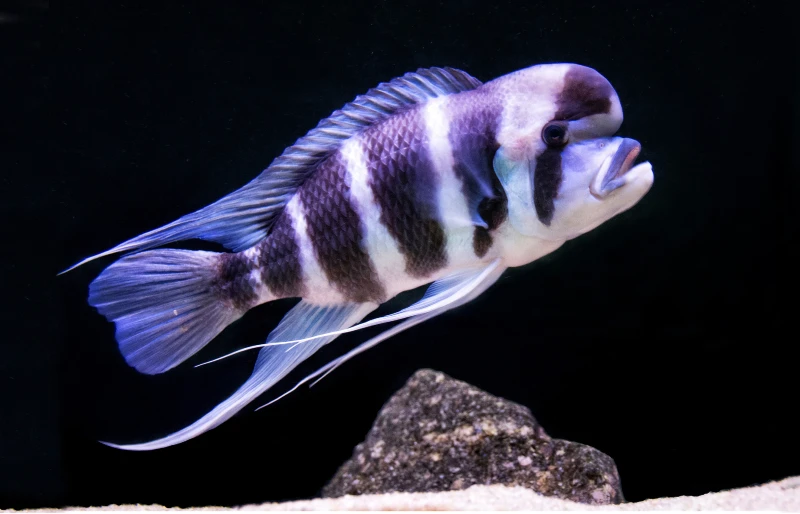 Cyphotilapia Frontosa, африканская цихлида из озера Танганьика.