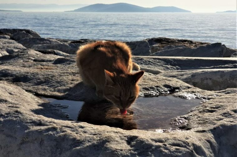 Кот пьет воду на берегу моря и океана