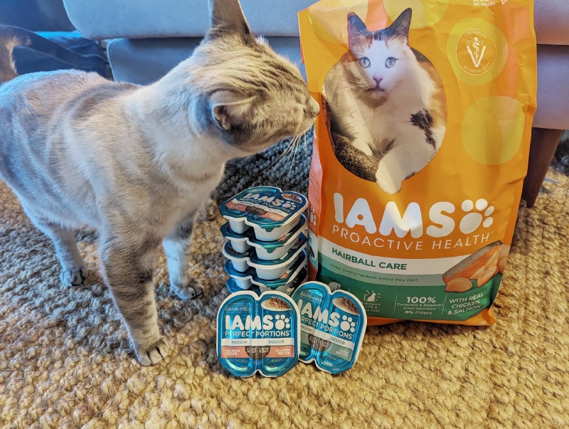 Кот нюхает пакет кошачьего корма Iams