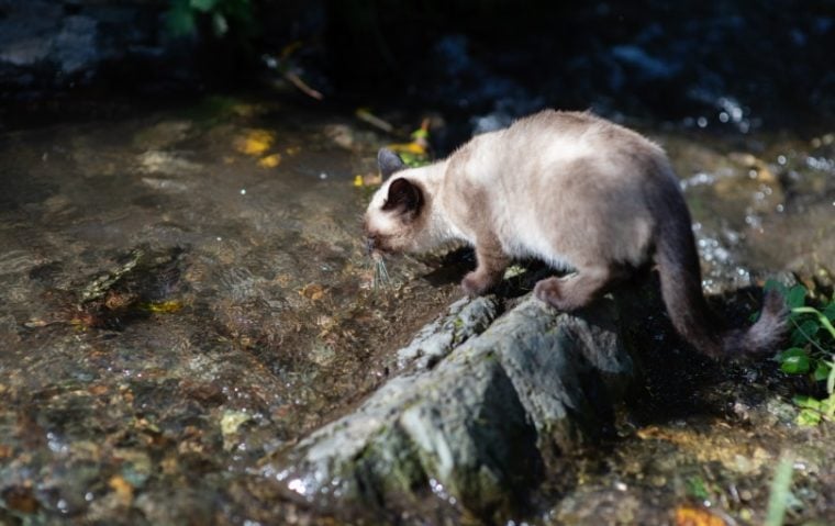 Сиамская кошка пьет воду