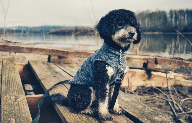 Призрачная собака Goldendoodle сидит на деревянных досках на открытом воздухе