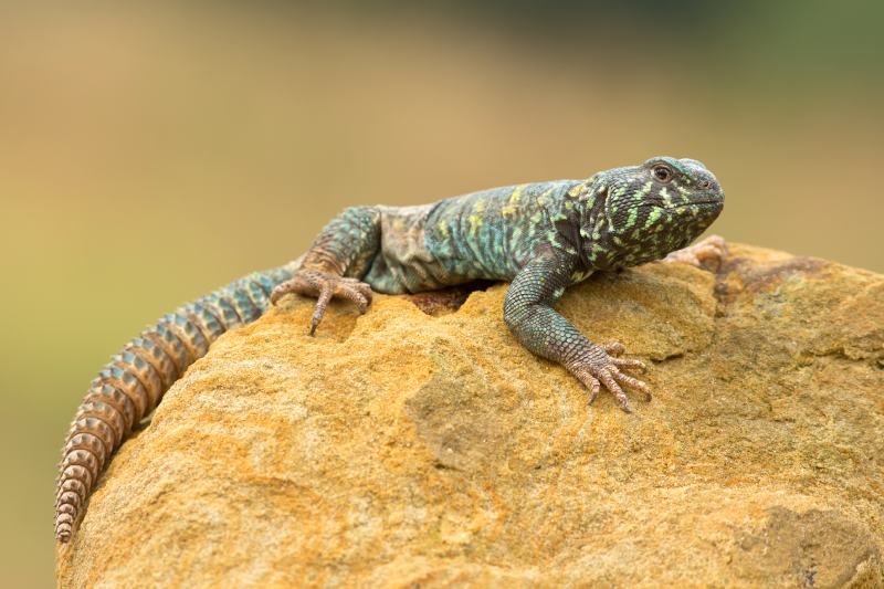 богато украшенная маска (Ornate Uromastyx), лежащая на скале