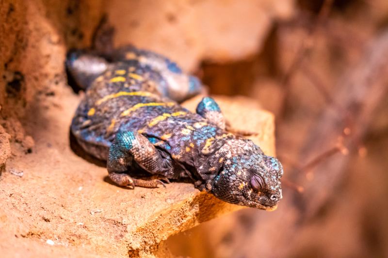 Уромастикс орната (Ornate Uromastyx) ящерица спящая