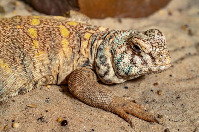 Ящерица Uromastyx ornata (Ornate Uromastyx) лежит на песке