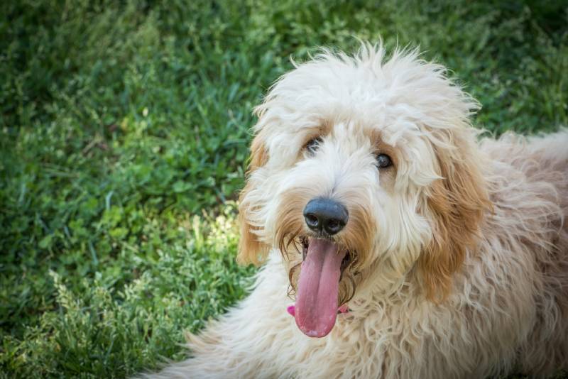 красивая собака Goldendoodle с улыбкой на лице смотрит в камеру