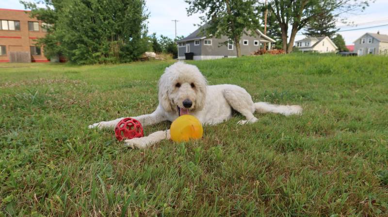 Собака Goldendoodle играет и развлекается на свежем воздухе