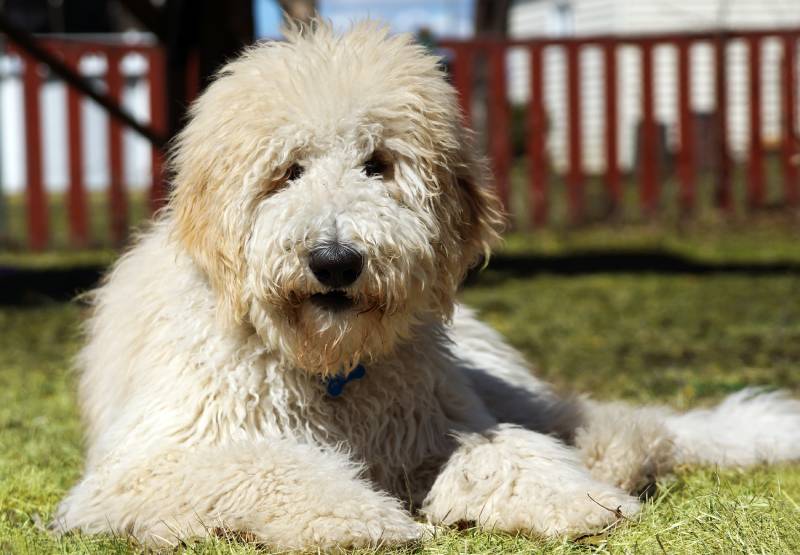 Пушистая собака Goldendoodle во дворе