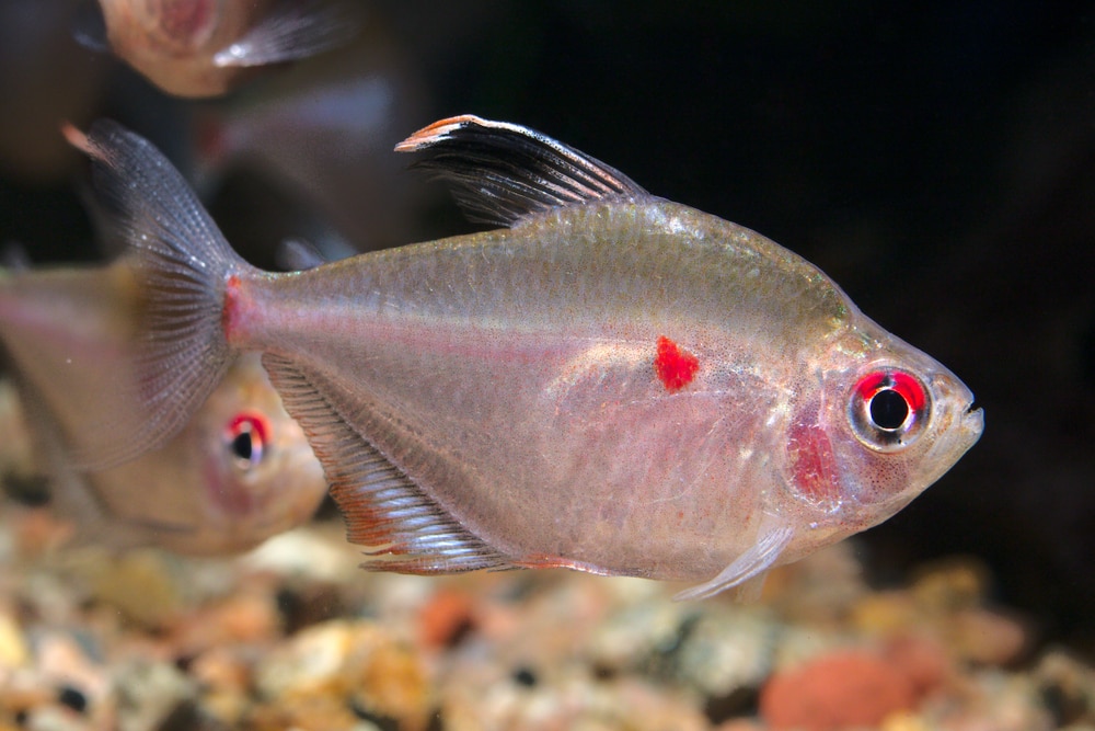 Тетра кровоточащего сердца (Hyphessobrycon erythrostigma)