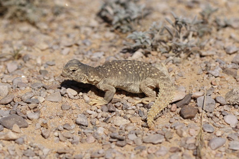 uromastyx aegyptia