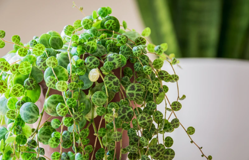 Крупным планом вереница черепах (peperomia prostrata) с висячим комнатным растением