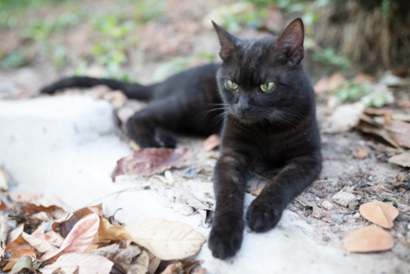 Черная американская короткошерстная кошка сидит на улице