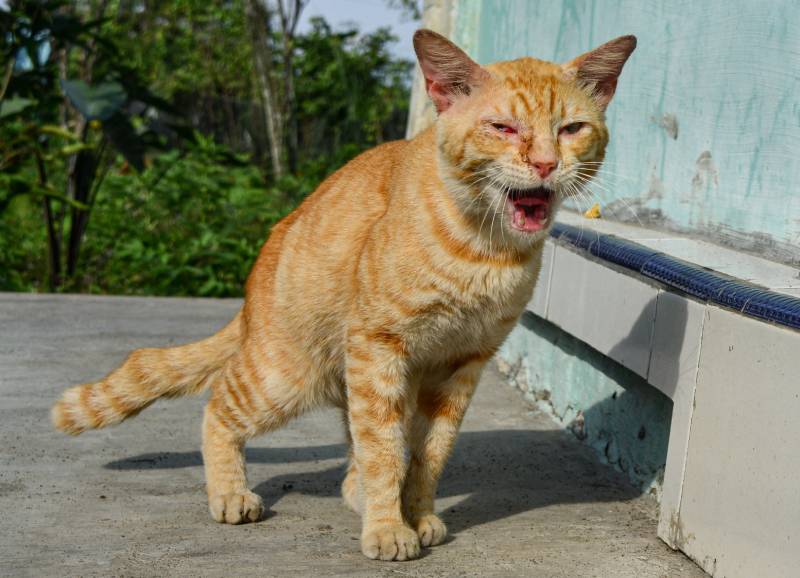 больной кот в странной позе стоя