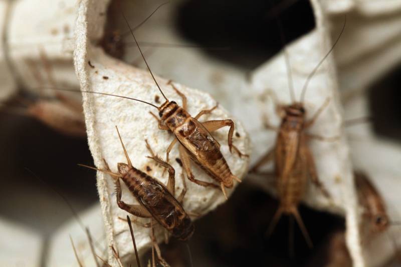 Домовой сверчок Acheta Domestica на яичной упаковке