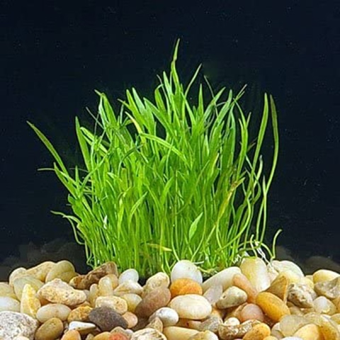 Живое растение для аквариума Micro Sword