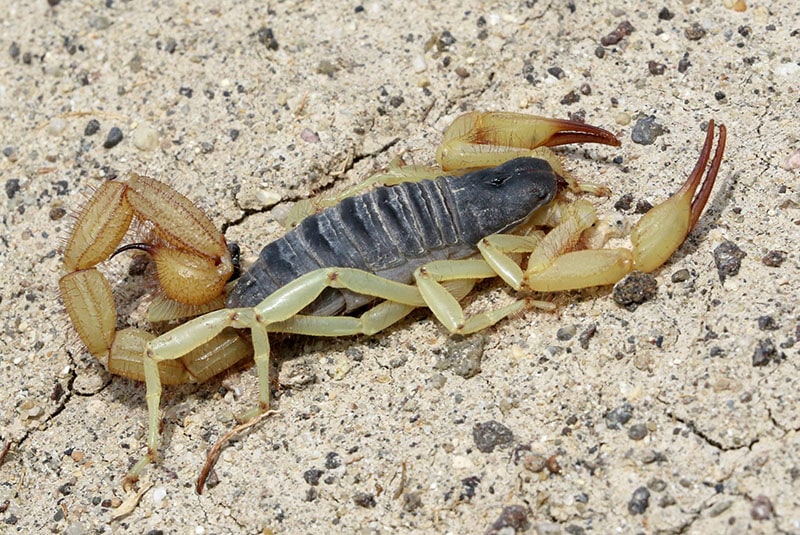 Черноспинный скорпион — Hadrurus spadix