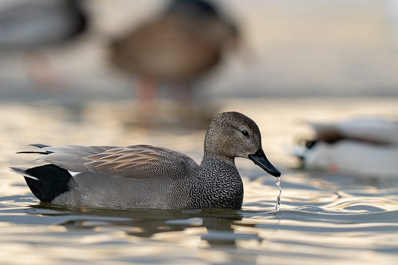 a-gadwall-утка-на-реке-8190593-6647490