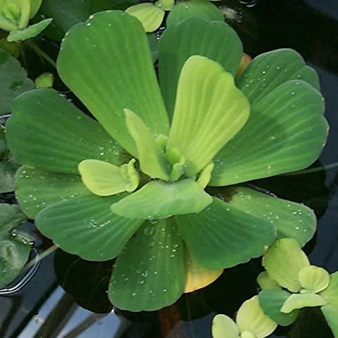 AquaLeaf Aquatics 3 Water Lettuce — легкие живые плавающие растения для пруда