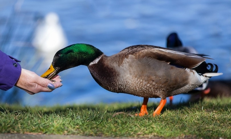 крякву-бейнмалларда кормит вручную-feed-by-hand_smiler99_shutterstock-4830520-8789991