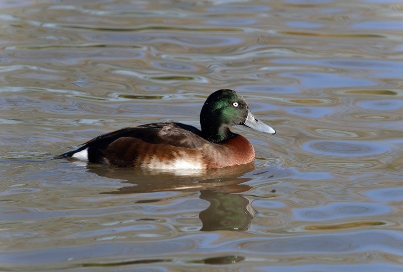 Утка Baers Pochard на реке