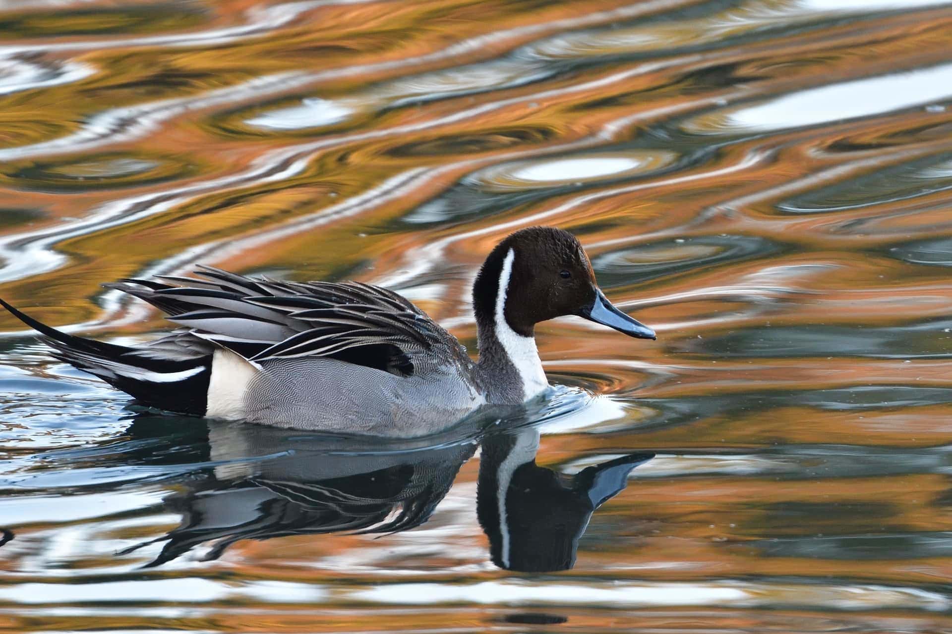 северный-pintail_pixabay-7559941-3877841