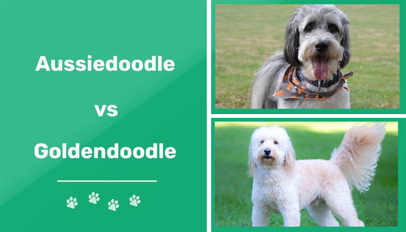 You are currently viewing Aussiedoodle против Goldendoodle: различия (с изображениями)