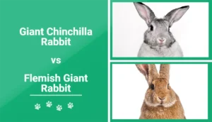 Read more about the article Гигантский кролик-шиншилла против фламандского гигантского кролика: различия (с изображениями)