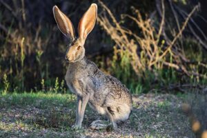Read more about the article Антилоповый кролик: информация о породе, изображения, особенности и факты