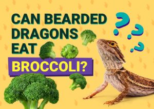 Read more about the article Могут ли бородатые драконы есть брокколи?  Одобренные ветеринаром факты и советы по кормлению